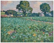 A Study of a field of Cabbages a Low Morley