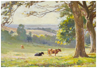Cows in a pasture at Rickman Valley