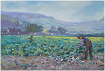 Cutting-Cabbages